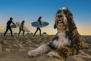 The Complete Guide to San Diegos best dog friendly beaches. 
