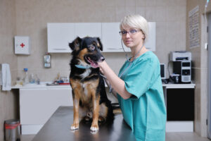 San Diego, California's Top Veterinarians: A Guide for Paws and Professionals