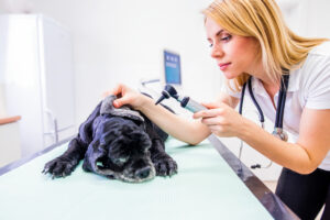 San Diego, California's Top Veterinarians: A Guide for Paws and Professionals