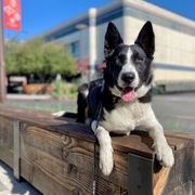 San Diego Unleashed: A Guide to Dog-Friendly Dining and Breweries
