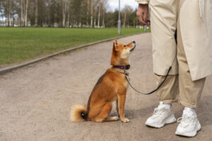 Leash Training